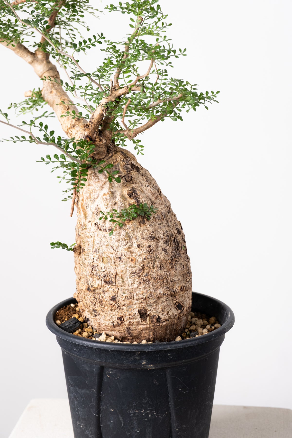 オペルクリカリア・パキプス / OPERCULICARYA PACHYPUS – KOMO