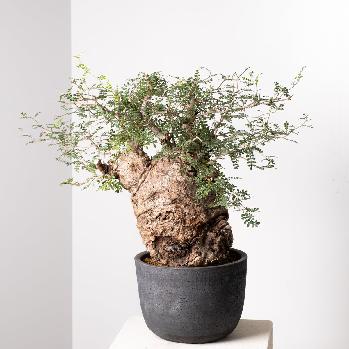 オペルクリカリア・パキプス / OPERCULICARYA PACHYPUS – KOMO