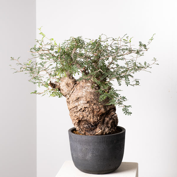 オペルクリカリア・パキプス / OPERCULICARYA PACHYPUS – KOMO