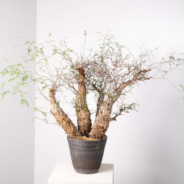 オペルクリカリア・パキプス / OPERCULICARYA PACHYPUS – KOMO