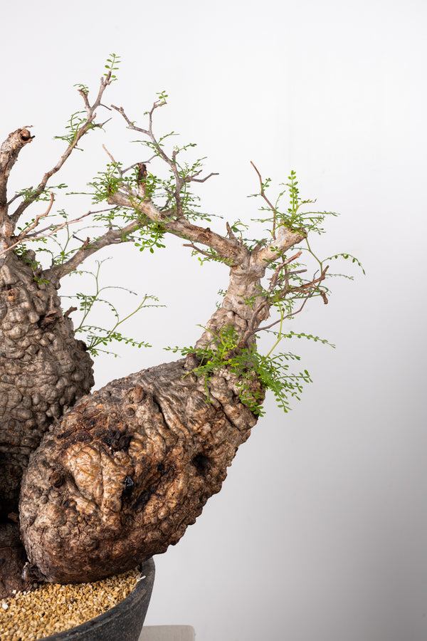 オペルクリカリア・パキプス / OPERCULICARYA PACHYPUS – KOMO