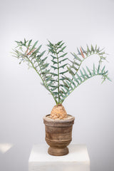 12 エンセファラルトス・ホリダス