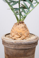 12 エンセファラルトス・ホリダス