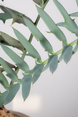 12 エンセファラルトス・ホリダス