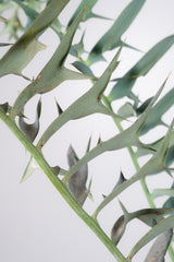 12 エンセファラルトス・ホリダス