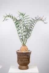 12 エンセファラルトス・ホリダス