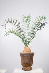 12 エンセファラルトス・ホリダス