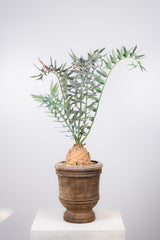 12 エンセファラルトス・ホリダス