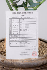 12 エンセファラルトス・ホリダス