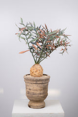 14 エンセファラルトス・ホリダス