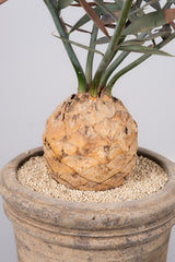 14 エンセファラルトス・ホリダス