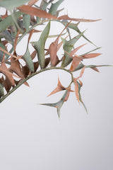 14 エンセファラルトス・ホリダス