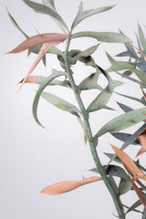 14 エンセファラルトス・ホリダス