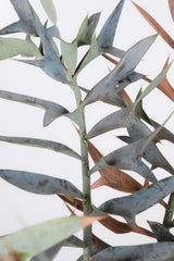 14 エンセファラルトス・ホリダス