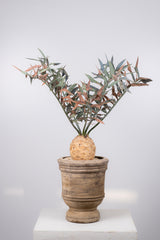 14 エンセファラルトス・ホリダス