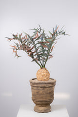 14 エンセファラルトス・ホリダス