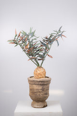 14 エンセファラルトス・ホリダス