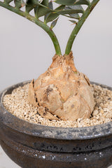 9 エンセファラルトス・ホリダス