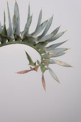 9 エンセファラルトス・ホリダス