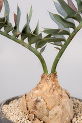 9 エンセファラルトス・ホリダス