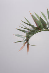 9 エンセファラルトス・ホリダス