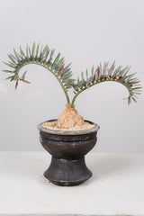 9 エンセファラルトス・ホリダス