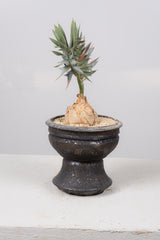 9 エンセファラルトス・ホリダス