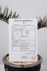 9 エンセファラルトス・ホリダス