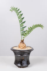 4 エンセファラルトス・ホリダス