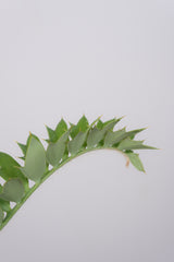 4 エンセファラルトス・ホリダス