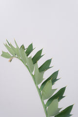 4 エンセファラルトス・ホリダス