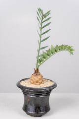 4 エンセファラルトス・ホリダス