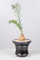 4 エンセファラルトス・ホリダス