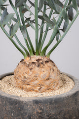 29 エンセファラルトス・ホリダス