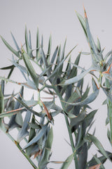 29 エンセファラルトス・ホリダス