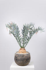 29 エンセファラルトス・ホリダス