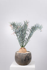 29 エンセファラルトス・ホリダス