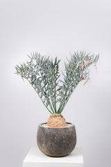 29 エンセファラルトス・ホリダス