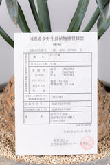 29 エンセファラルトス・ホリダス