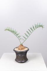 6 エンセファラルトス・ホリダス