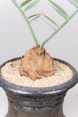 6 エンセファラルトス・ホリダス