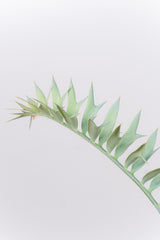 6 エンセファラルトス・ホリダス