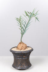 6 エンセファラルトス・ホリダス