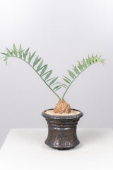 6 エンセファラルトス・ホリダス