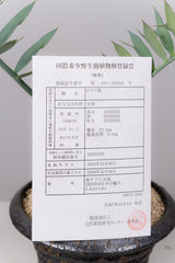 6 エンセファラルトス・ホリダス