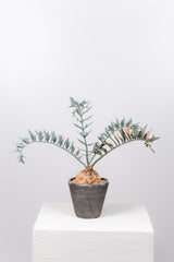 25 エンセファラルトス・ホリダス