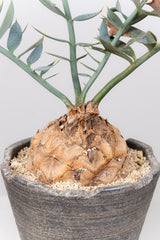 25 エンセファラルトス・ホリダス