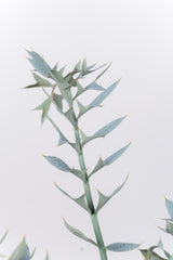 25 エンセファラルトス・ホリダス