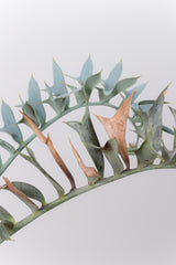 25 エンセファラルトス・ホリダス