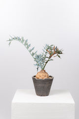 25 エンセファラルトス・ホリダス